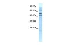 SALF Antibody, Novus Biologicals 100 &mu;L; Unconjugated:Antikörper